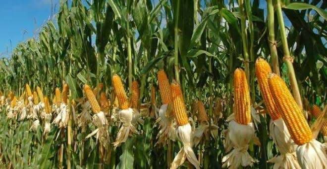 Corn