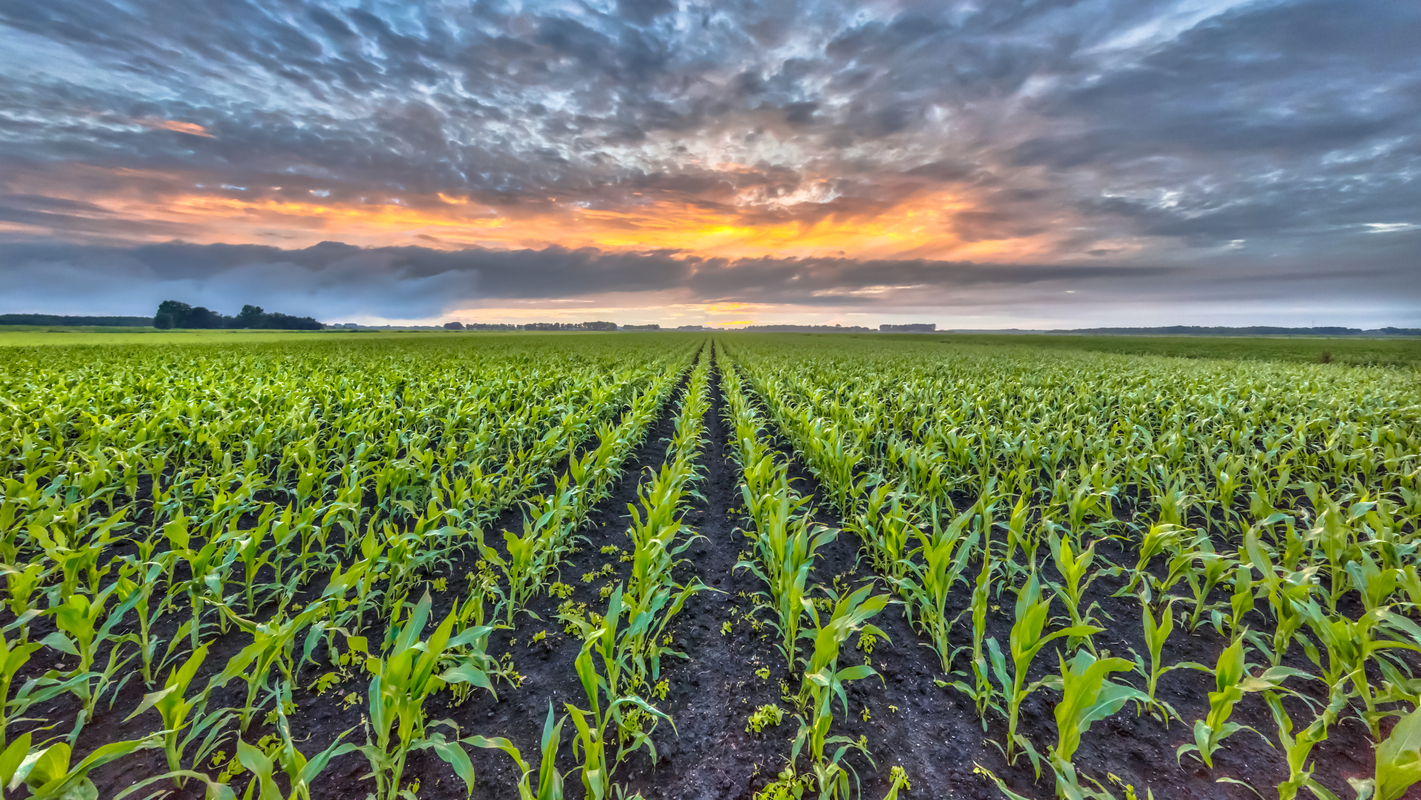 Food Security